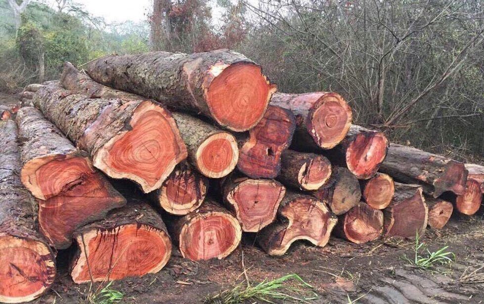 Các loại gỗ hương