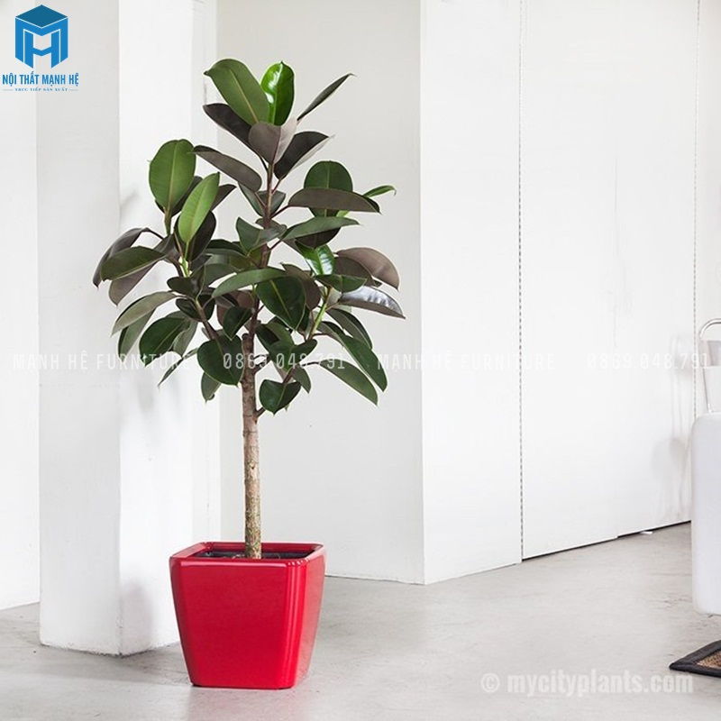 Cây đa búp đỏ thanh lọc không khi rất tốt, vừa được dùng trong trang trí nội thất, vừa có thể dùng ở nơi làm việc