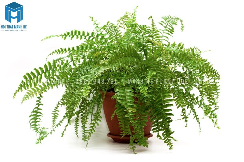 Cây dương xỉ rất thích hợp được trang trí trong phòng khách