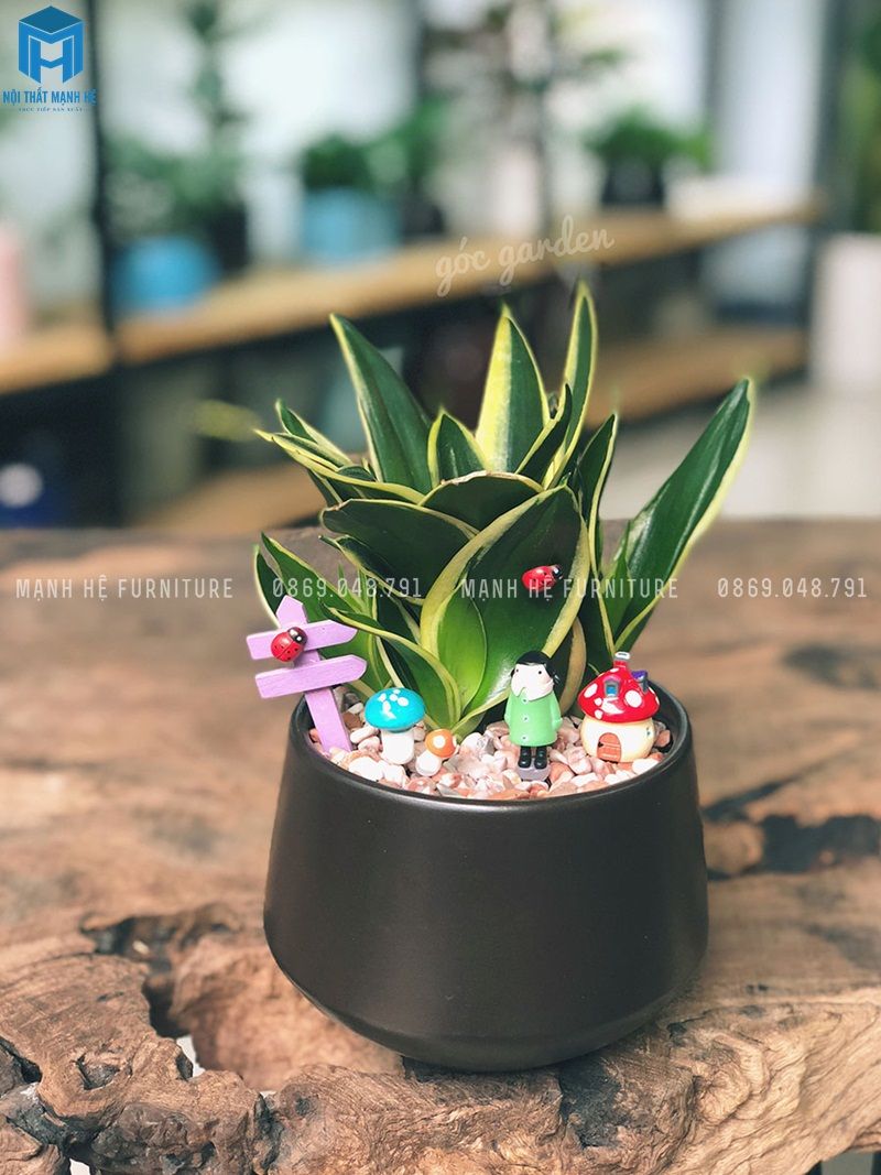 Cây lưỡi hổ là một trong những loại cây được ưa chuộng trong trang trí phòng khách, phòng ngủ, giúp thanh lọc không khí cực kỳ tốt