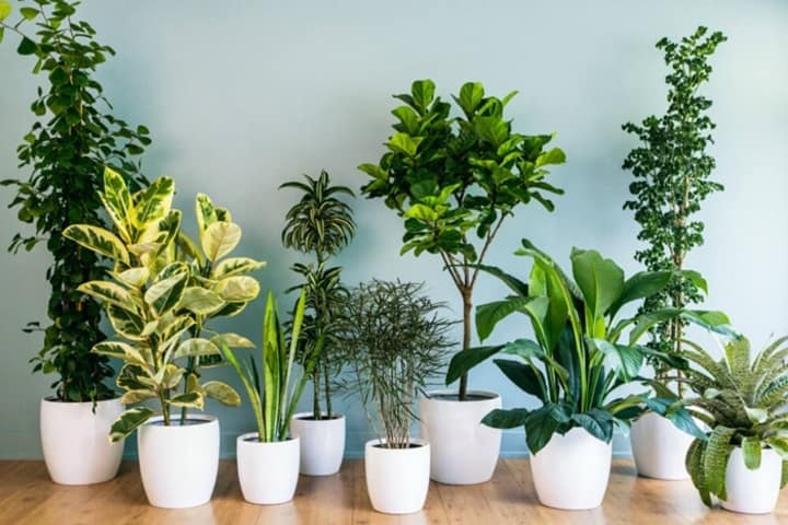 Các loại cây trồng trong nhà giúp thanh lọc không khí
