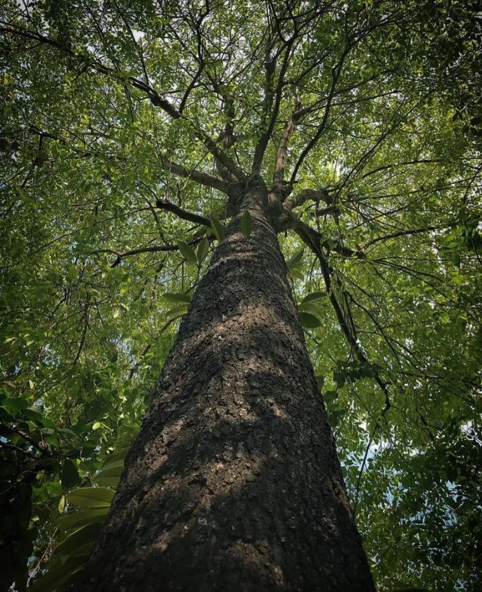 cây gỗ mun tự nhiên