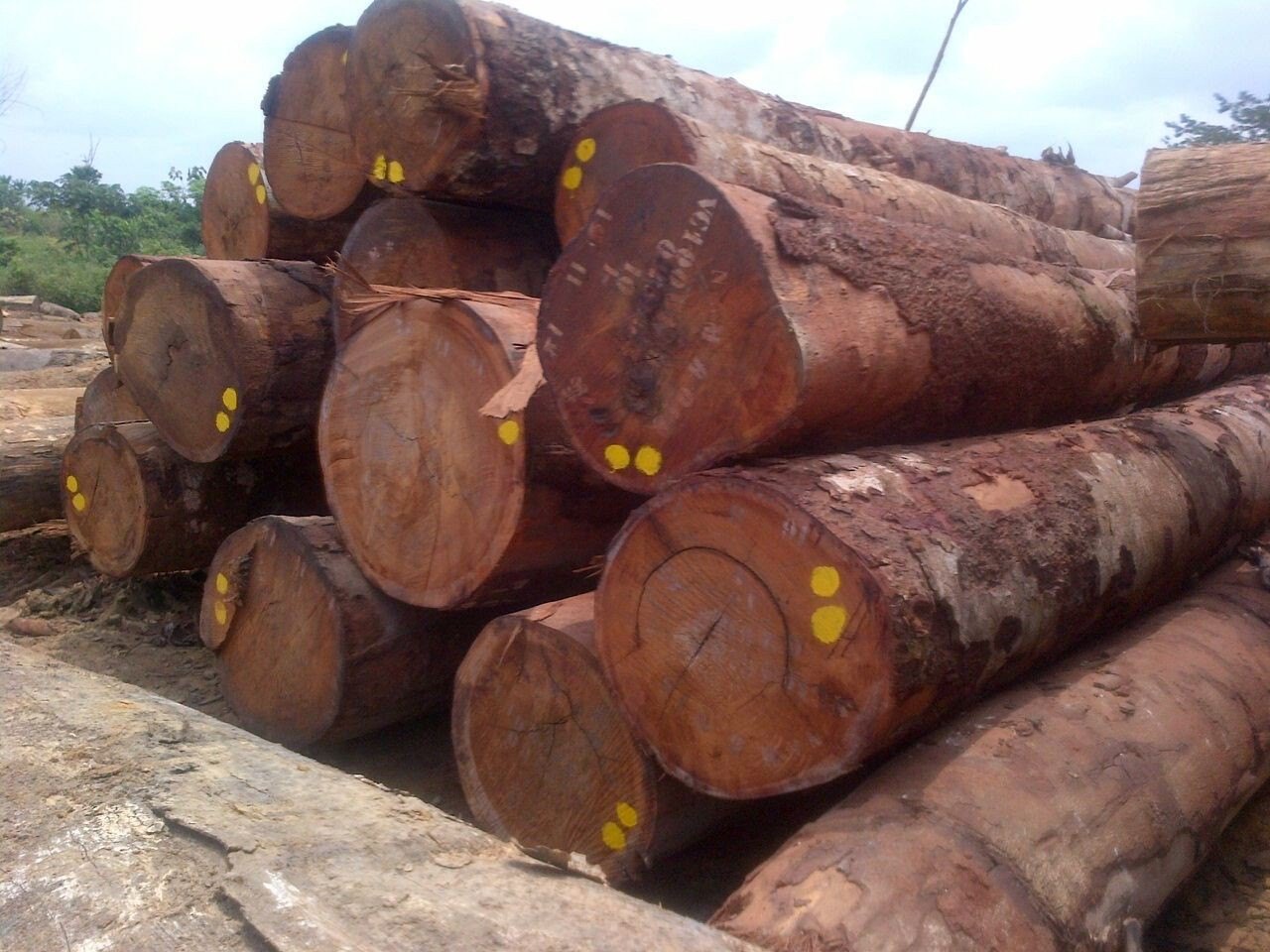 gỗ lim tự nhiên