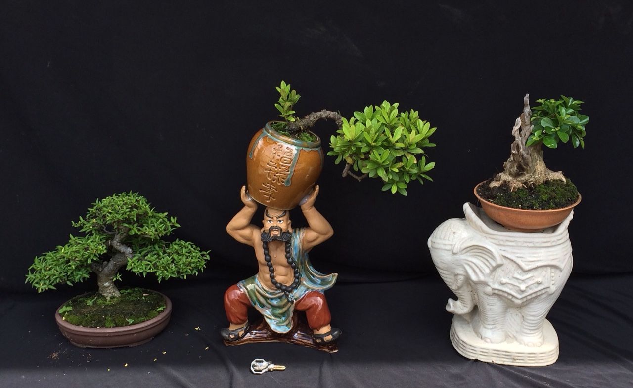 Trang trí bàn trà đạo bằng bonsai làm cho bàn trà đạo trở nên sinh động, tươi mát hơn