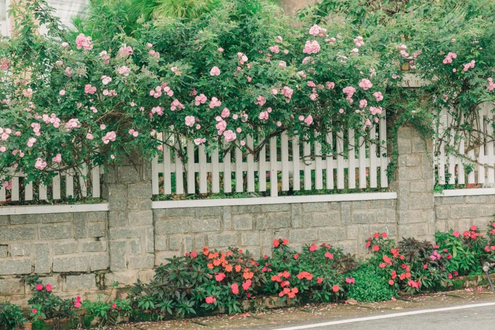 Sử dụng thiết kế sân vườn bằng hàng rào hoa hồng đẹp mắt, ấn tượng