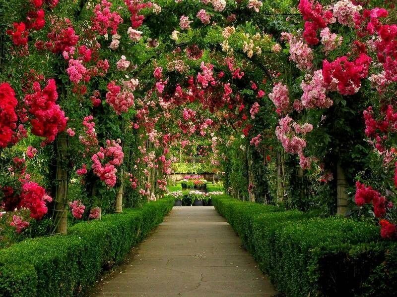 Cổng mái vòm hoa hồng được dùng để trang trí sân vườn ấn tượng