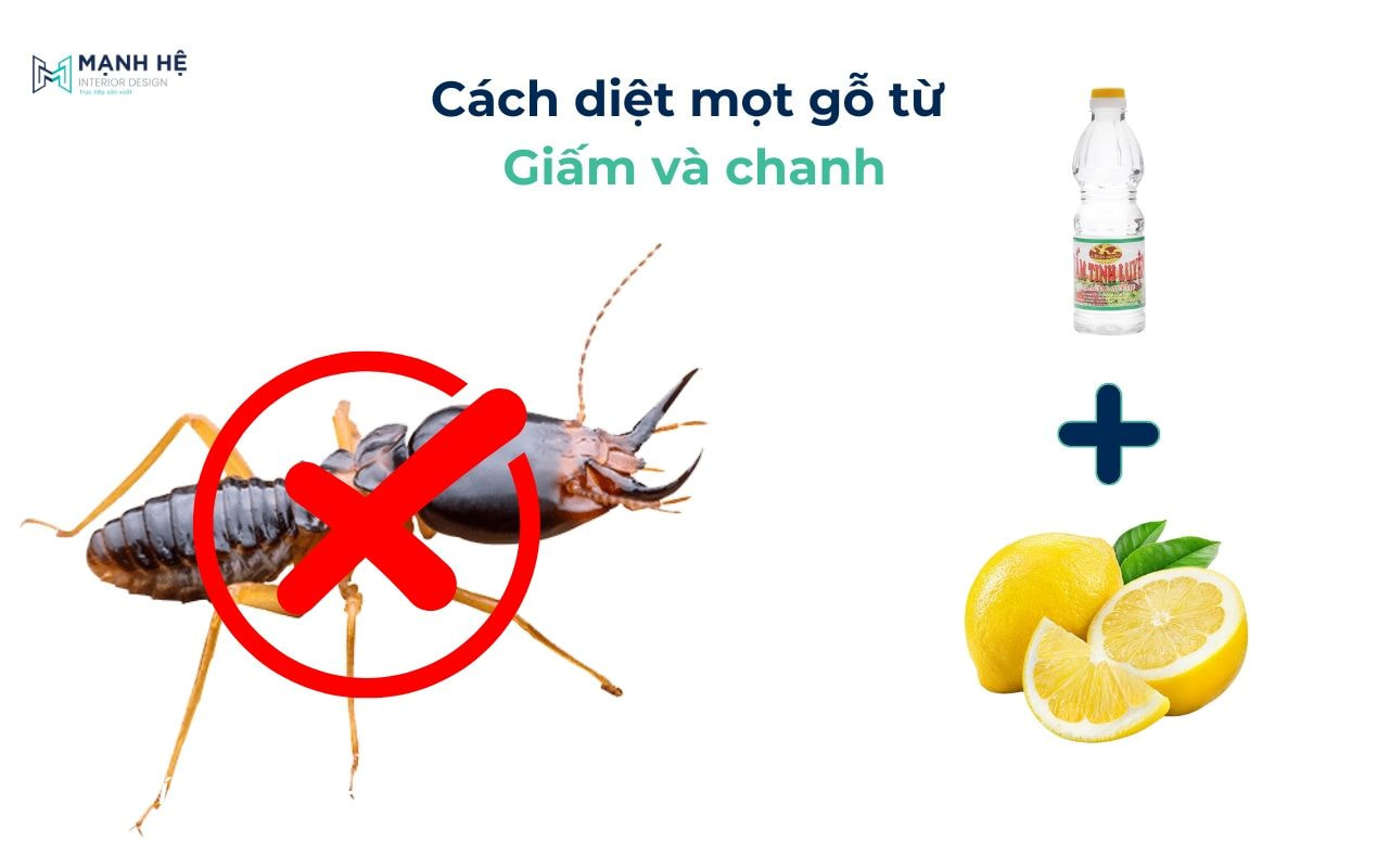 Diệt mối mọt đơn giản bằng giấm và chanh