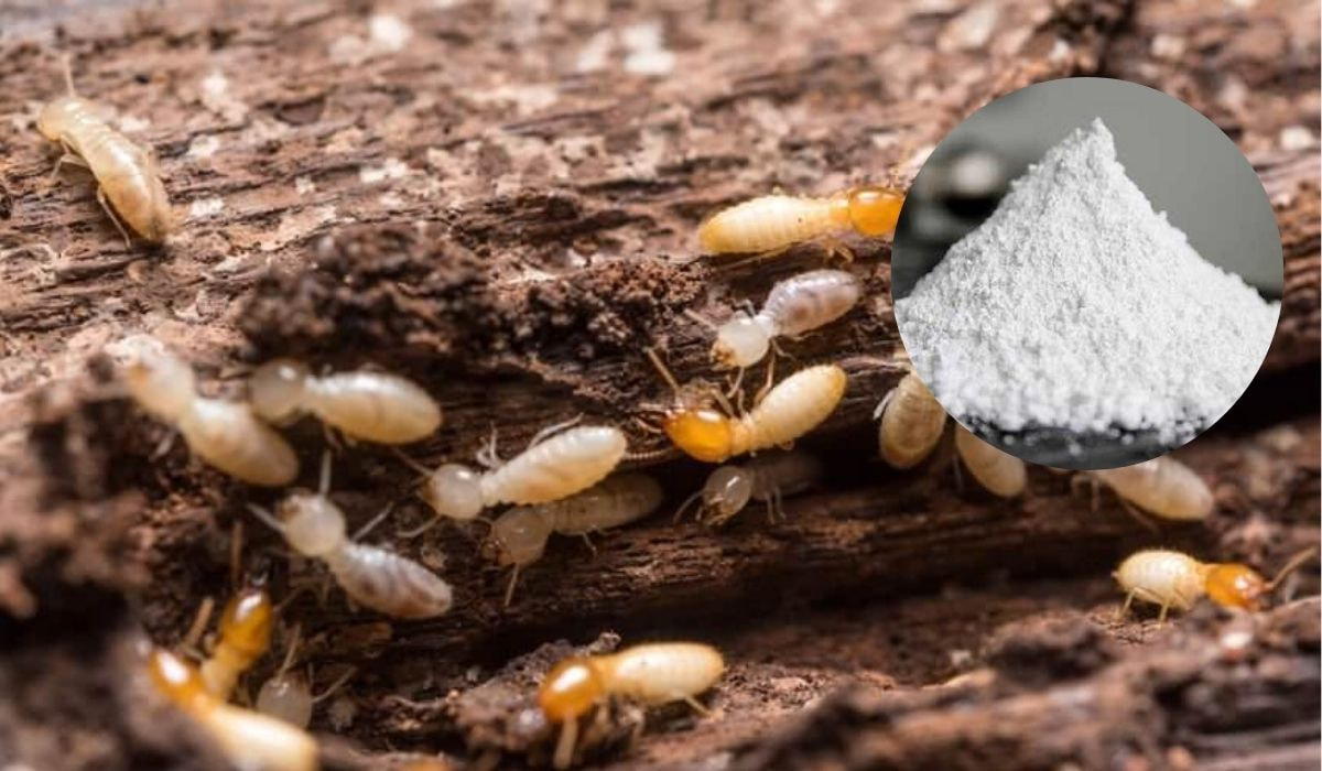 Cach Diet Moi Mot 10