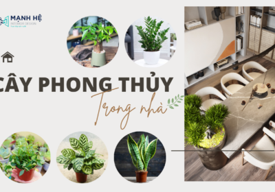 Cay Phong Thuy Trong Nha