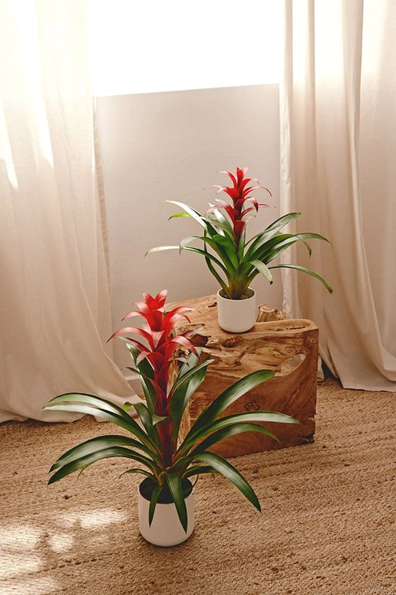 Cây Phong Lộc Hoa thu hút vận may, tài lộc đặc biệt hợp với tuổi Sửu