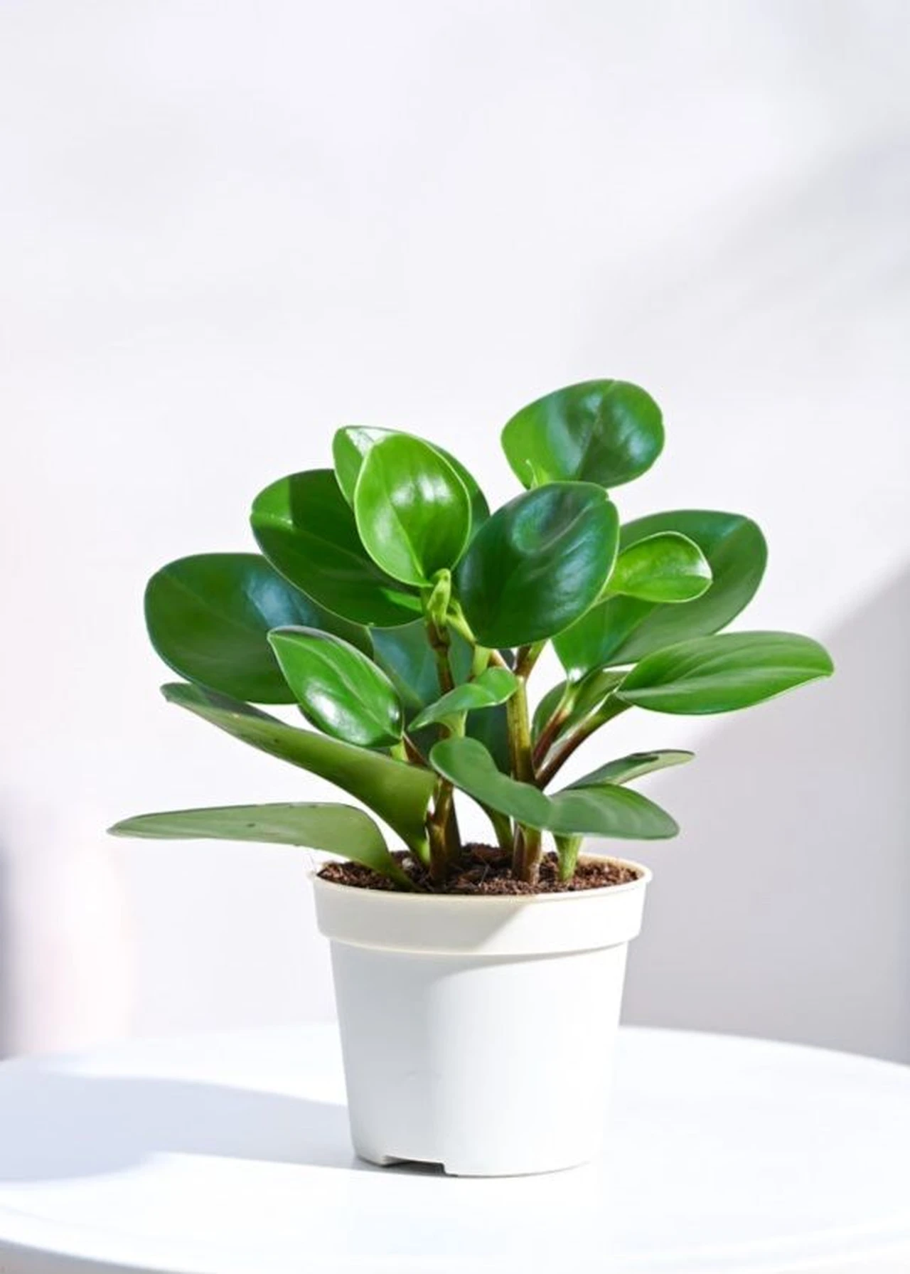 Ý nghĩa của cây Trường sinh là luôn đem lại sự thịnh vượng và sức khỏe cho gia đình