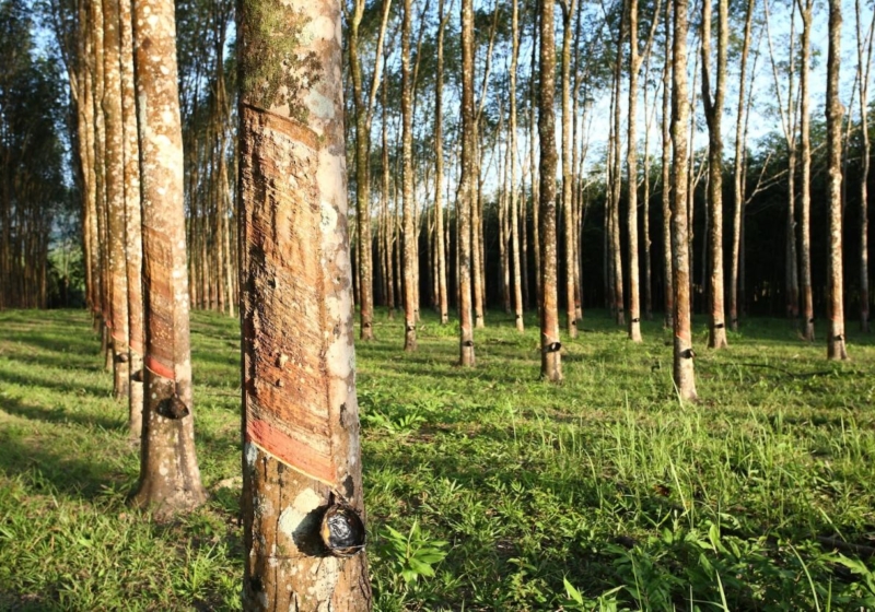 Go Cao Su Trong Rung