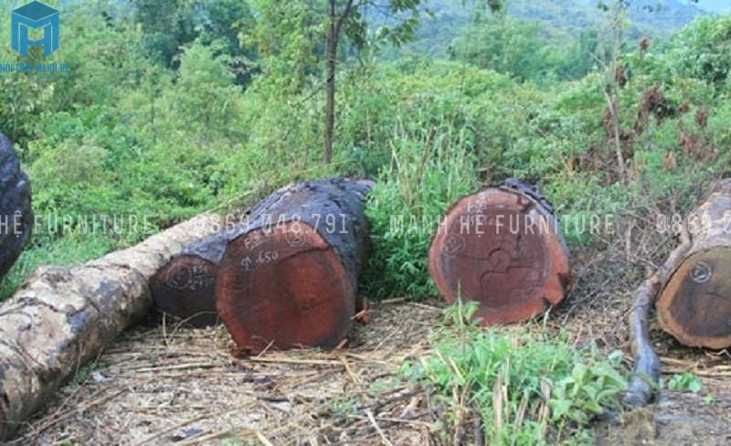 Go Gu Noi That Manh He