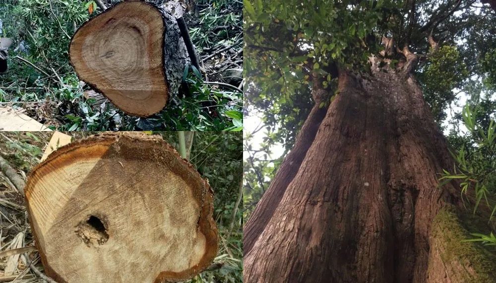 go-po-mu-6 Tất tần tật những điều cần biết về gỗ pơ mu và ứng dụng của gỗ pơ mu trong đời sống