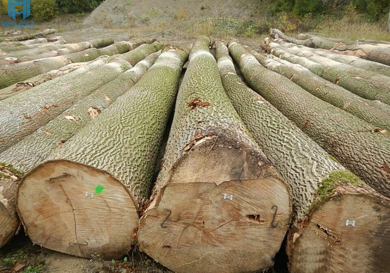 Go Tan Bi Moi Khai Thac Noi That Manh He