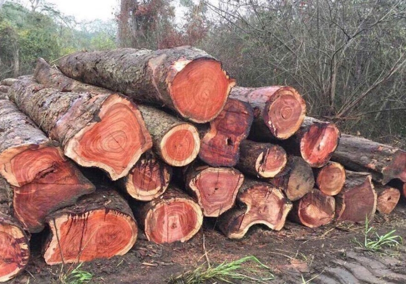 Nhung Loai Go Huong Noi That Manh He