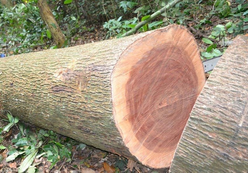 Than Go Xa Xi Nguyen Chat